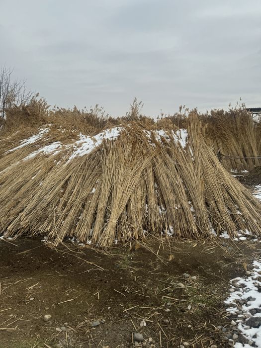 Қамыс, Маты сатылады,