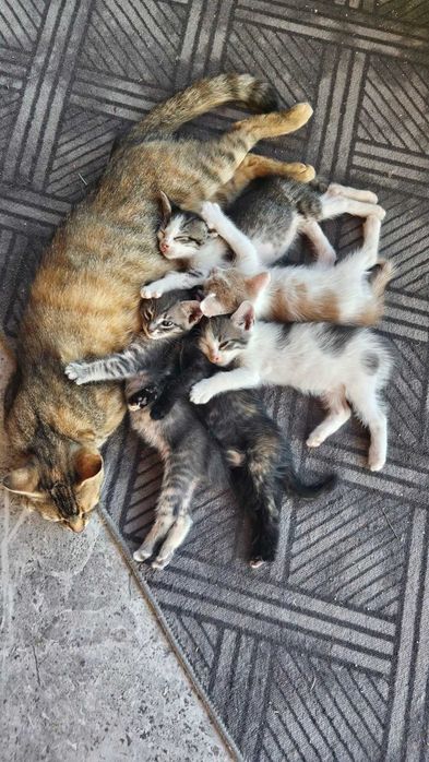 Подаряваме прекрасни малки котенца