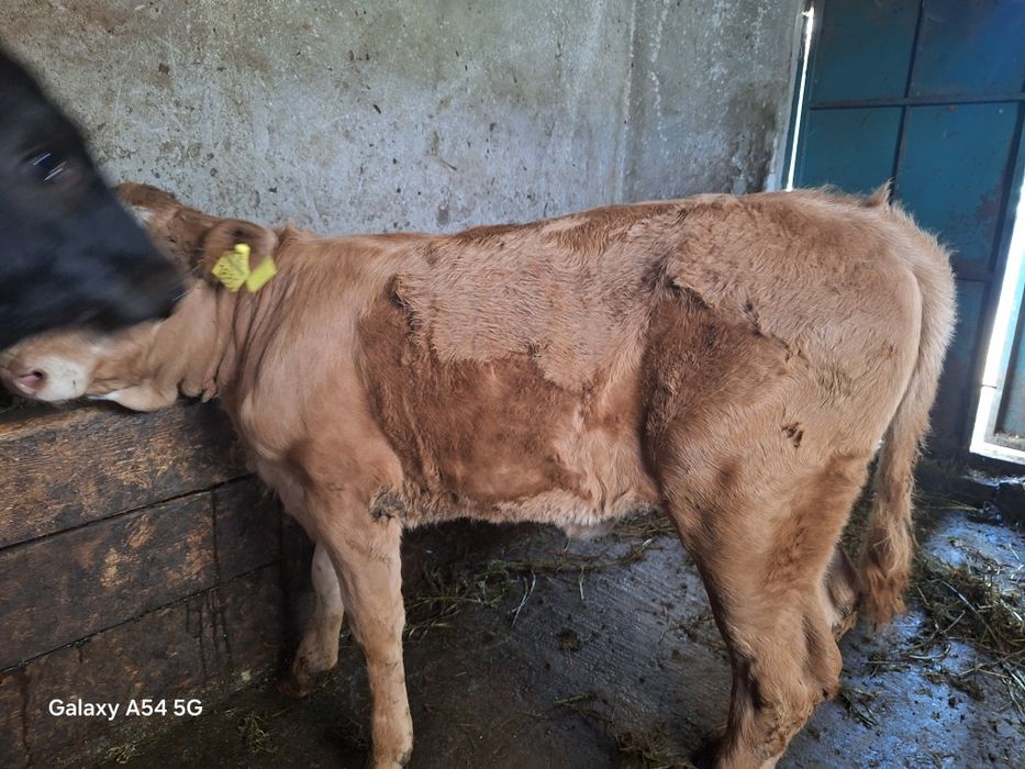 Vând doua vitele din monta angus