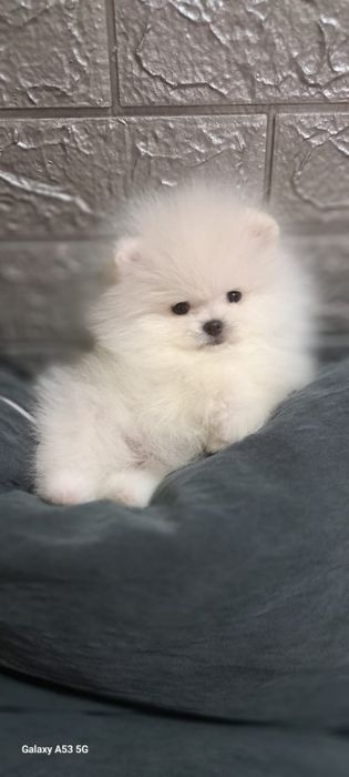 Очаровательные шпицы мишки