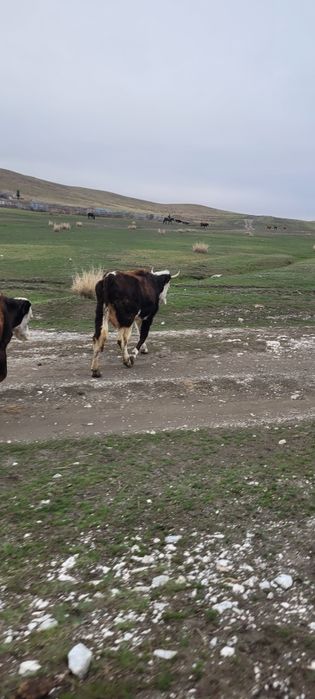 Бұзаулы сиыр сатылады