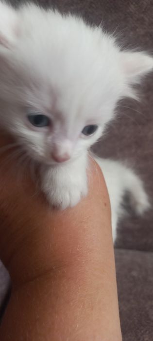 Продам котят     .