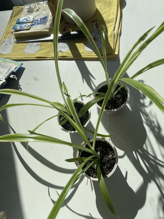 Лечебно алое, хлорофитум.