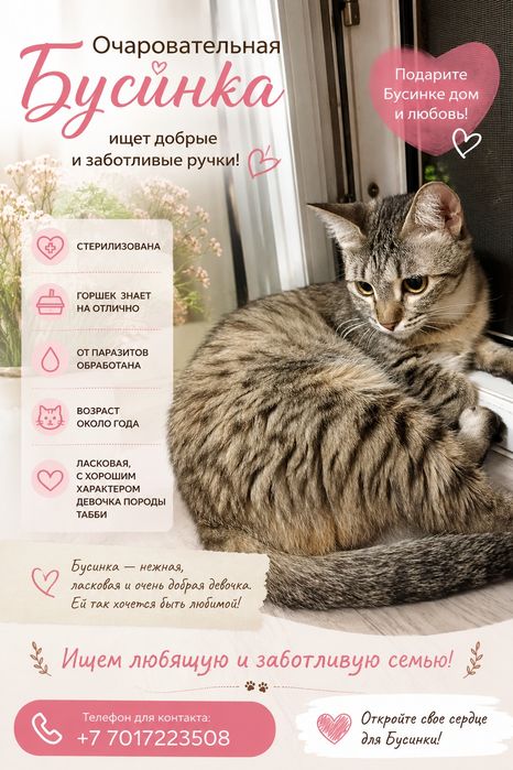 Ласковая кошечка ищет дом