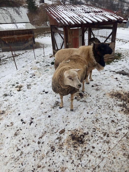Vând oaie  Texal si un berbec Dorper
