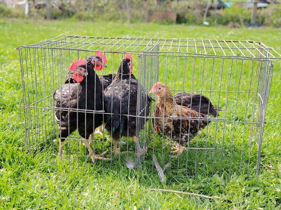 Vând cocoși diverse culori sau rase tineri mici (chaboo sau pitic) sau  mari(  apr. 2 kg )crescuți în sistem gospodăresc