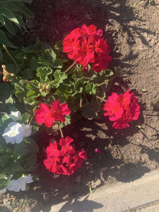 Цветы из сада разных оттенков