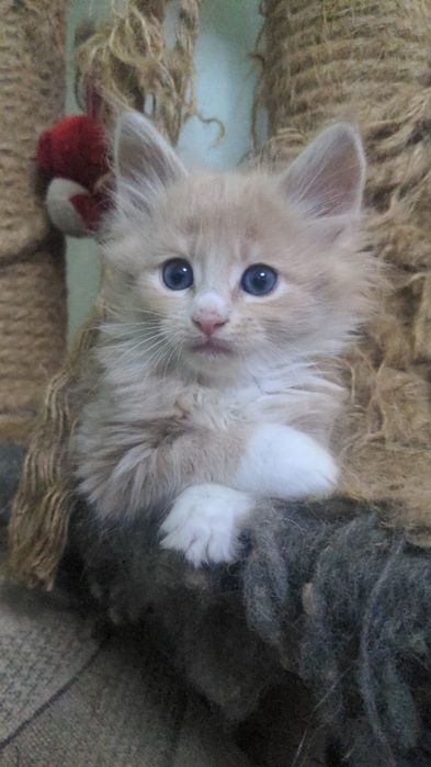 Продам котят мейн-кун