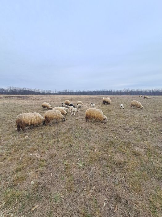 Oi și capre de vânzare