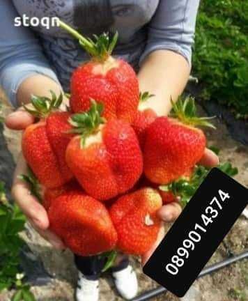 Целогодишни  Разсад ягоди и малини