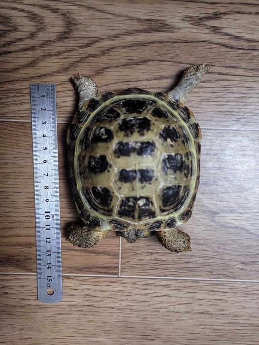 Черепаха сухопутная