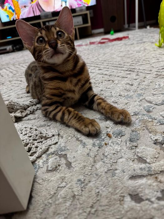 Бенгал котенок мальчик