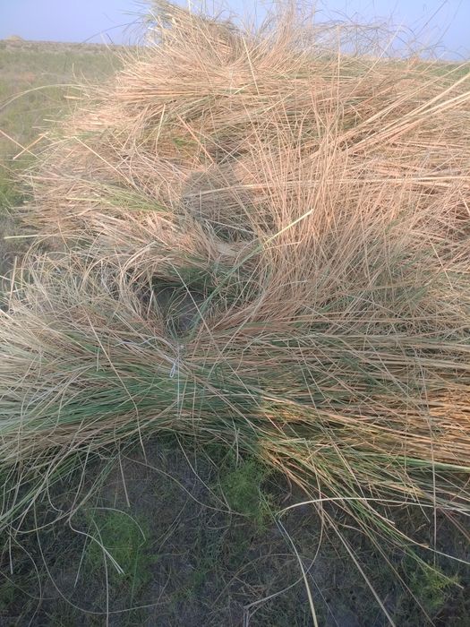 Qaqra qamish sotiladi Kogon