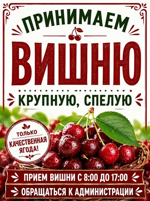 Принимаем вишню на производство