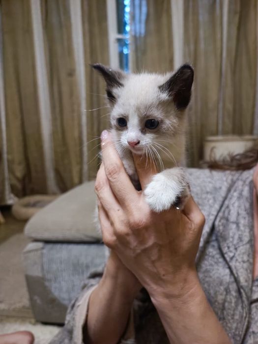 Мальчик-лапочка ищет доброго человека!