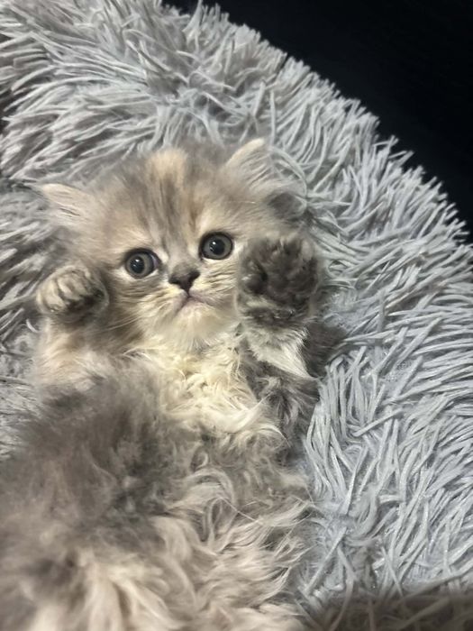 Персийски котенца