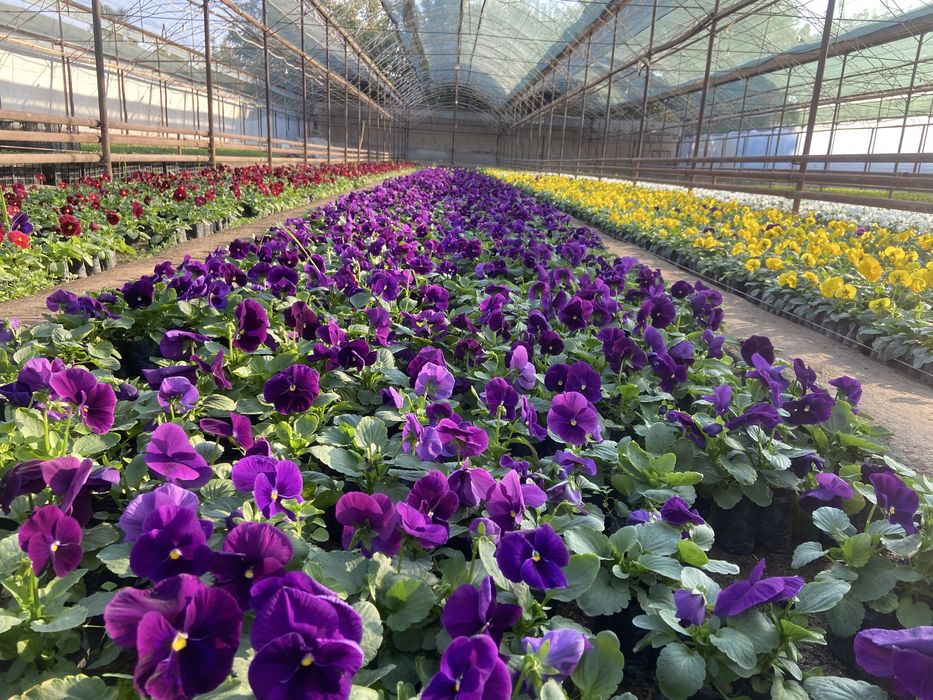 Mavsumiy viola gullari