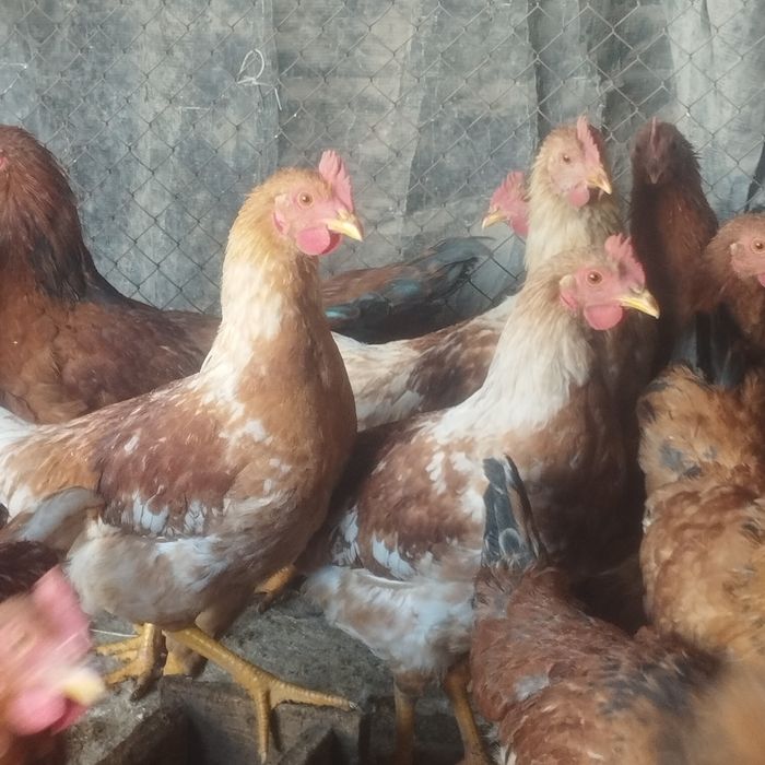 Продам куры домашние