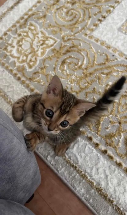 Котенок бенгалский