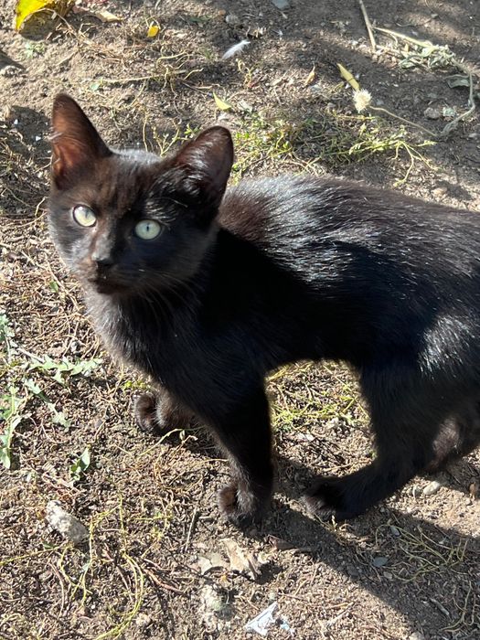 Котята бесплатно