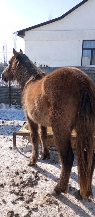 Продам тай ургашы.