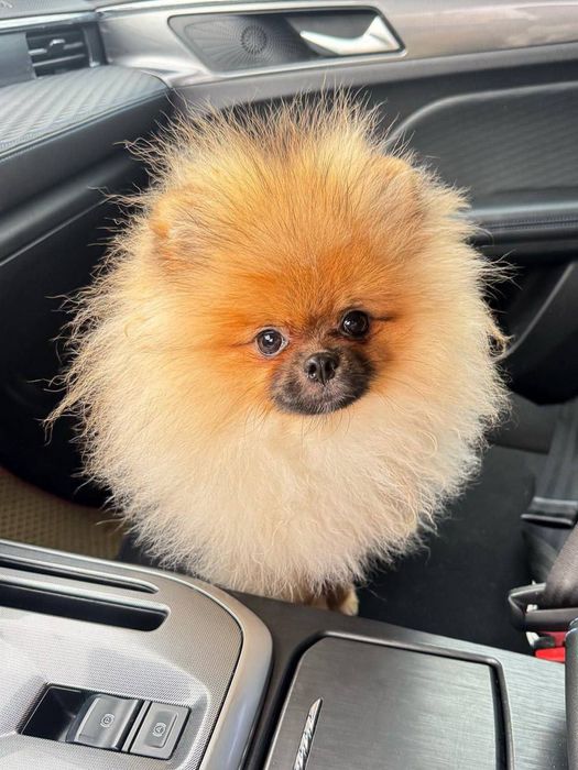 Продам шпица срочно