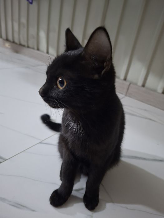 Котята в частный дом