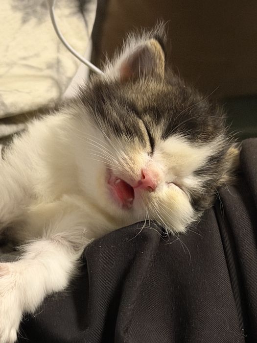 Котенок в добрые руки
