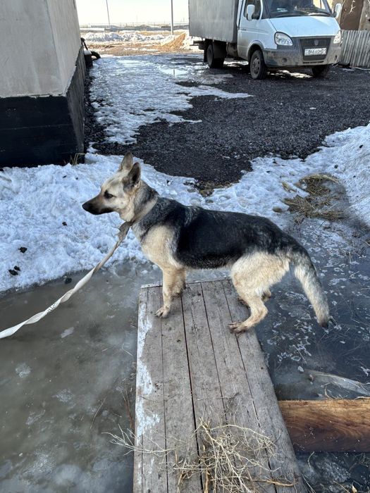 Овчарка оригинал