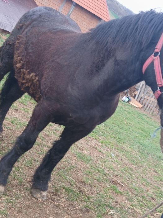 De vânzare manza Negra