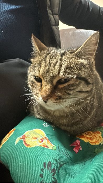 Кошка отдам бесплатно