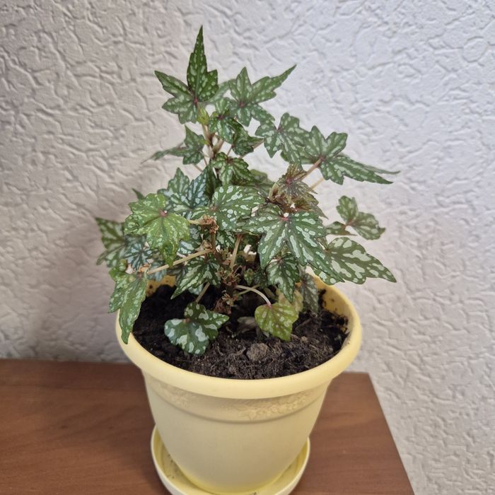 Бегония бонсай, каудексная