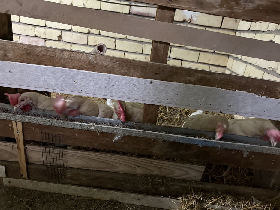 Loman sendi oq horoz tovuqlar sotiladi 10 ta