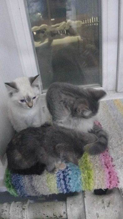 Отдам кошечек  5 месяцев