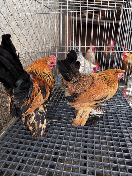 Pasari rasa pitica mii de flori