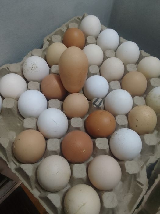 Продам куриные домашние  яцца