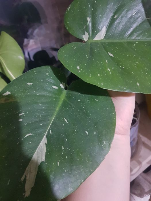 Продам монстеру Тайское созвездие.