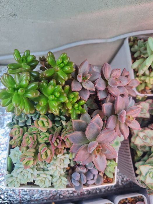 Суккуленты,цветы домашние