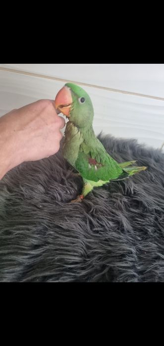 Puiutii de papagali vorbitor micul și marele Alexander