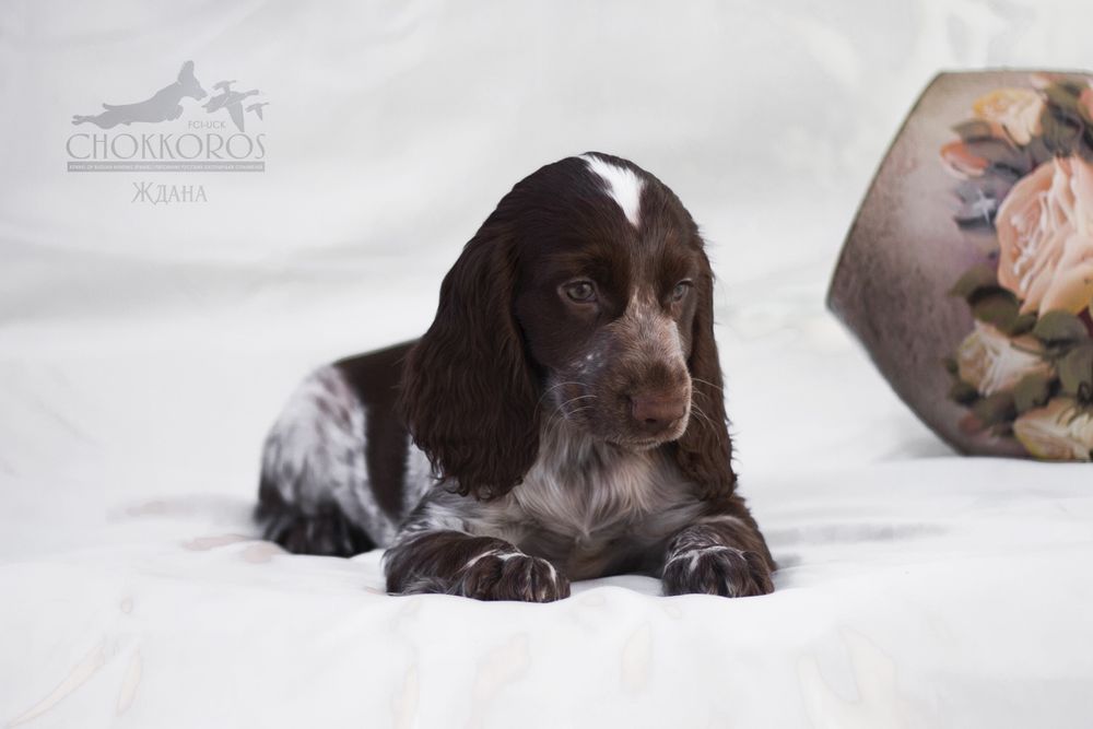 Спаниельки с документами.