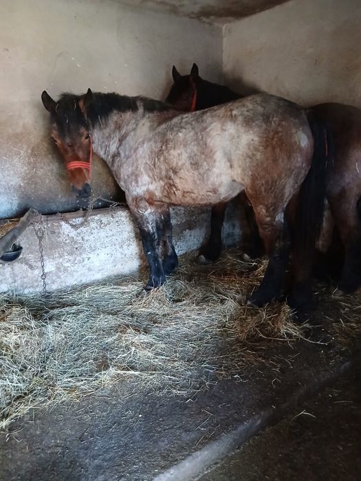 Vând viteii si o manza