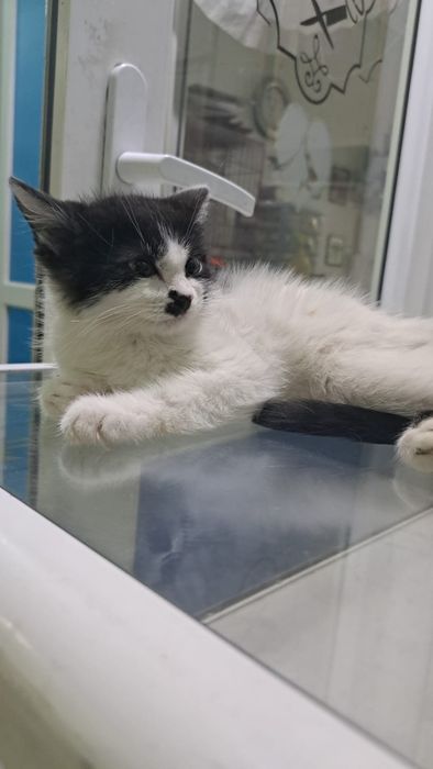 Пушистое счастье в дом!  (Котёнок,  девочка)