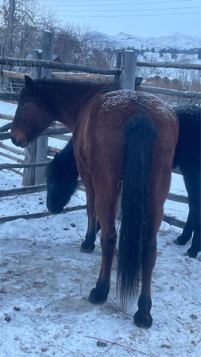 Бие с а т а м ы н