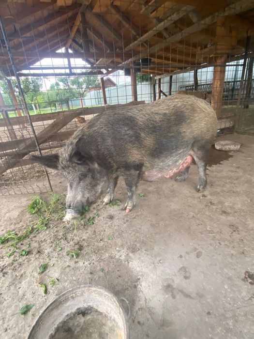 Vand baloti lucerna