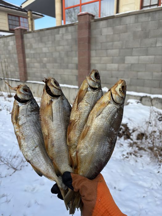 Продается отборный сушенный крупный рыбец!