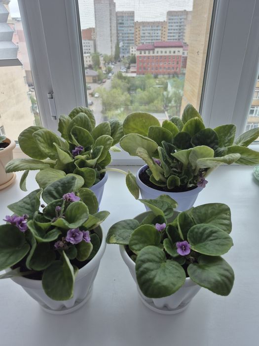 Продам фиалки комнатные