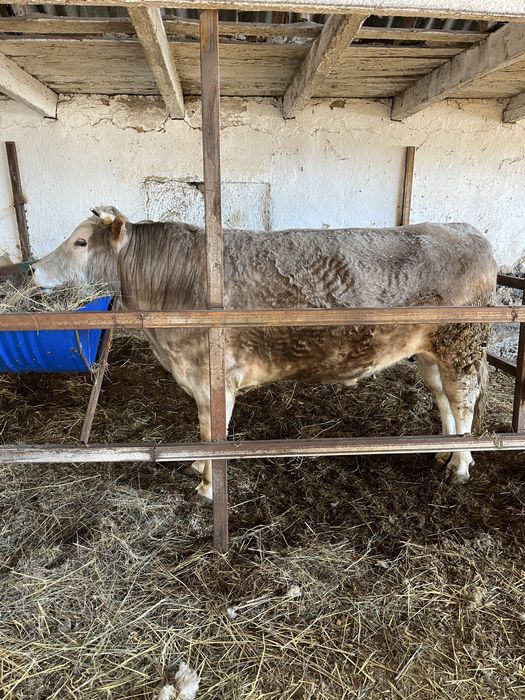 Продам быка на мясо три года