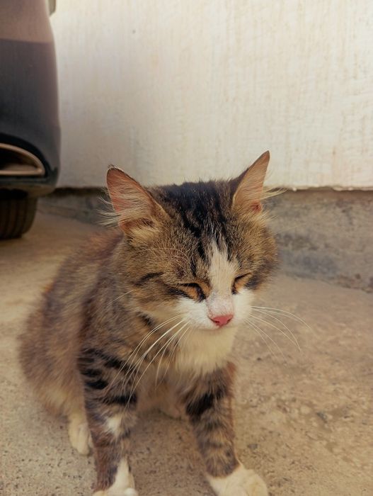 Отдам кота в добрые руки