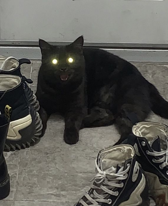 Хищница ищет свой дом