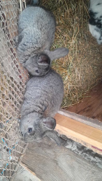 De vanzare 2 pui de o luna de zile